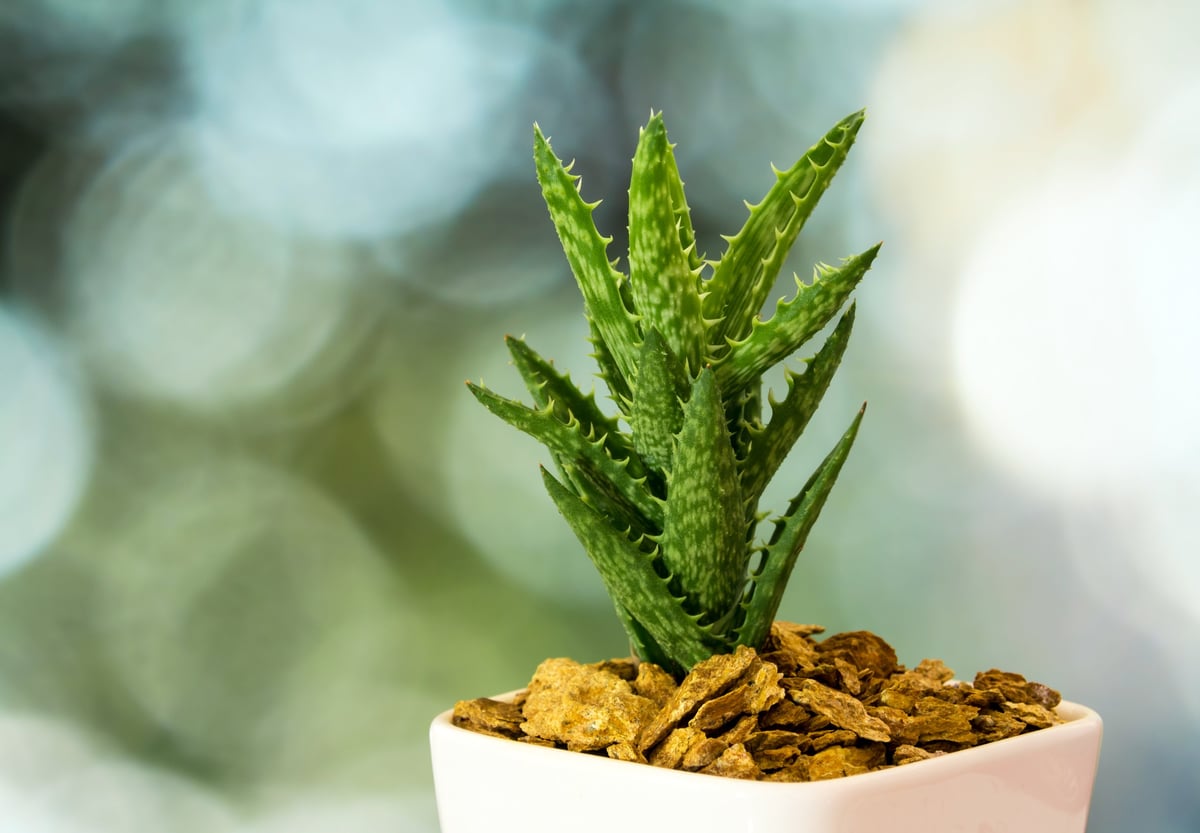 Aloe