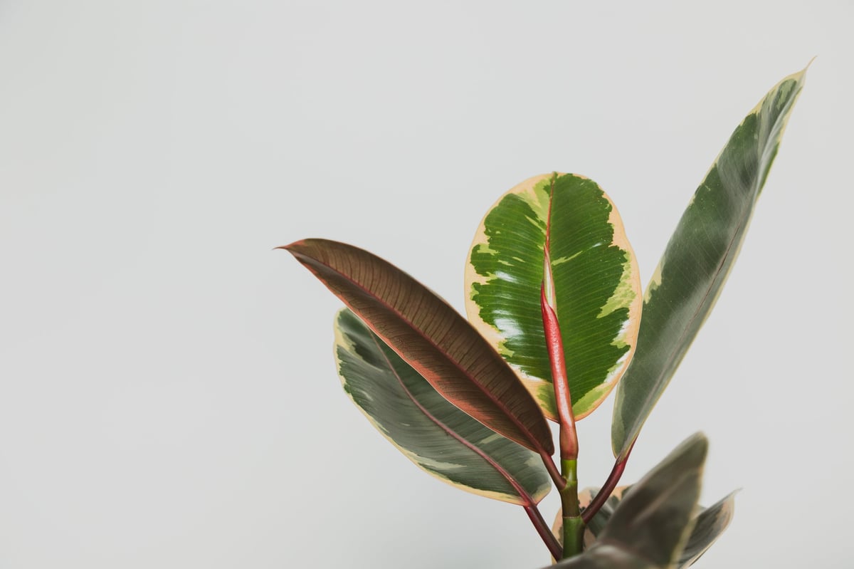 Variegated pink and green Rubber Plant 'Ruby' Ficus elastica houseplant