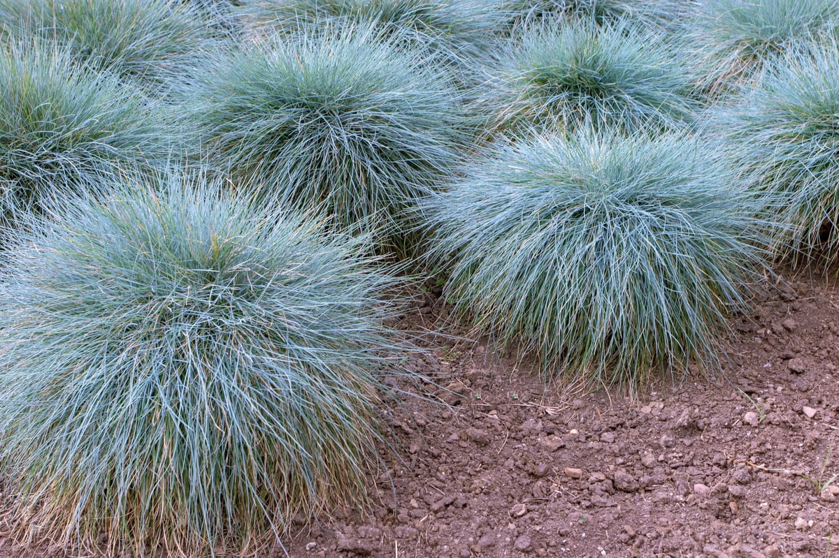 Blue fescue clump-forming plant, Festuca glauca groundcover ornamental grass in the garden