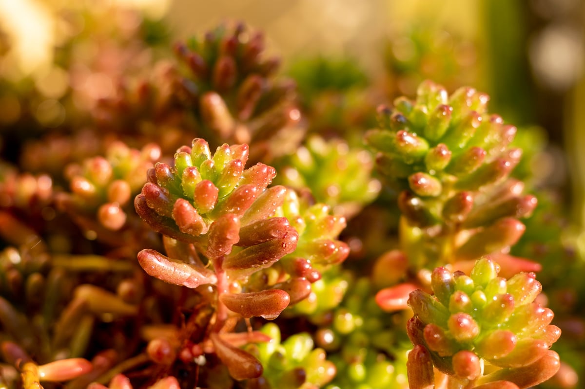 Sedum rubrotinctum succulents closeup, with red-tipped bean-shaped leaves