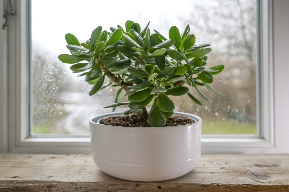 Crassula ovata, known as lucky plant or money tree, in a white pot in front of a window