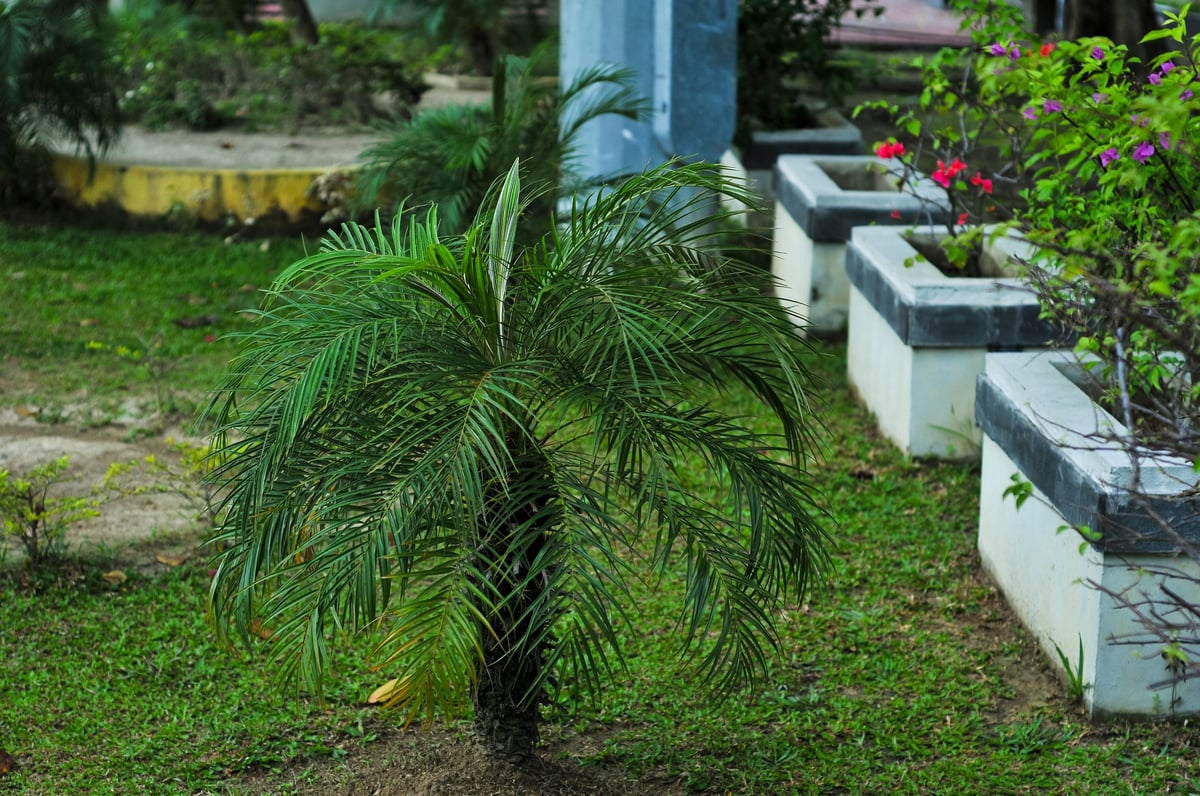 Phoenix roebelenii dwarf palm, also known as pygmy date palm or robellini palm
