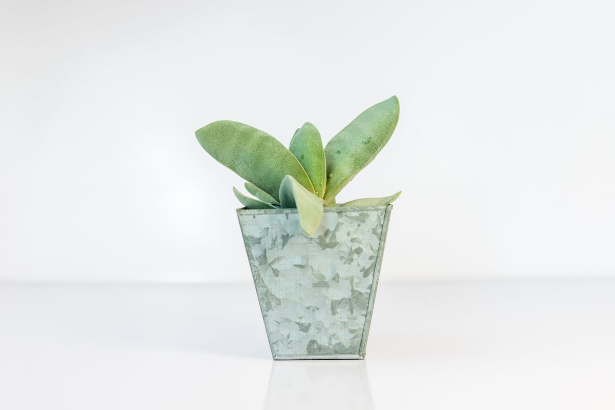 Crassula falcata propeller plant in a galvanized iron pot isolated on white background