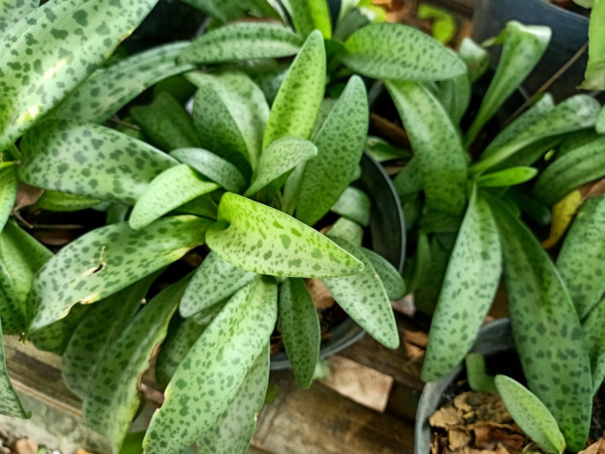Close up of silver squill plant