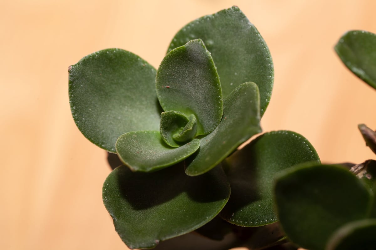 Leaves of a Taylor's Parches plant, Crassula lactea