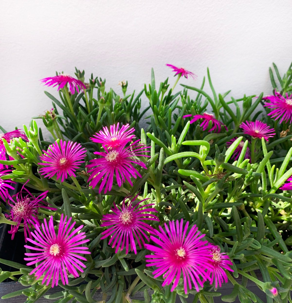Delosperma Cooperi ice plant with pink flowers blooming, close up