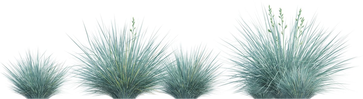 Festuca glauca, commonly known as blue fescue, a commonly cultivated evergreen herbaceous perennial grass