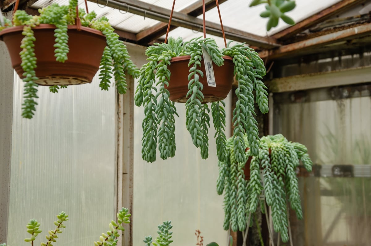 The trailing succulent plant Sedum morganianum, Burro's Tail, growing in a pot