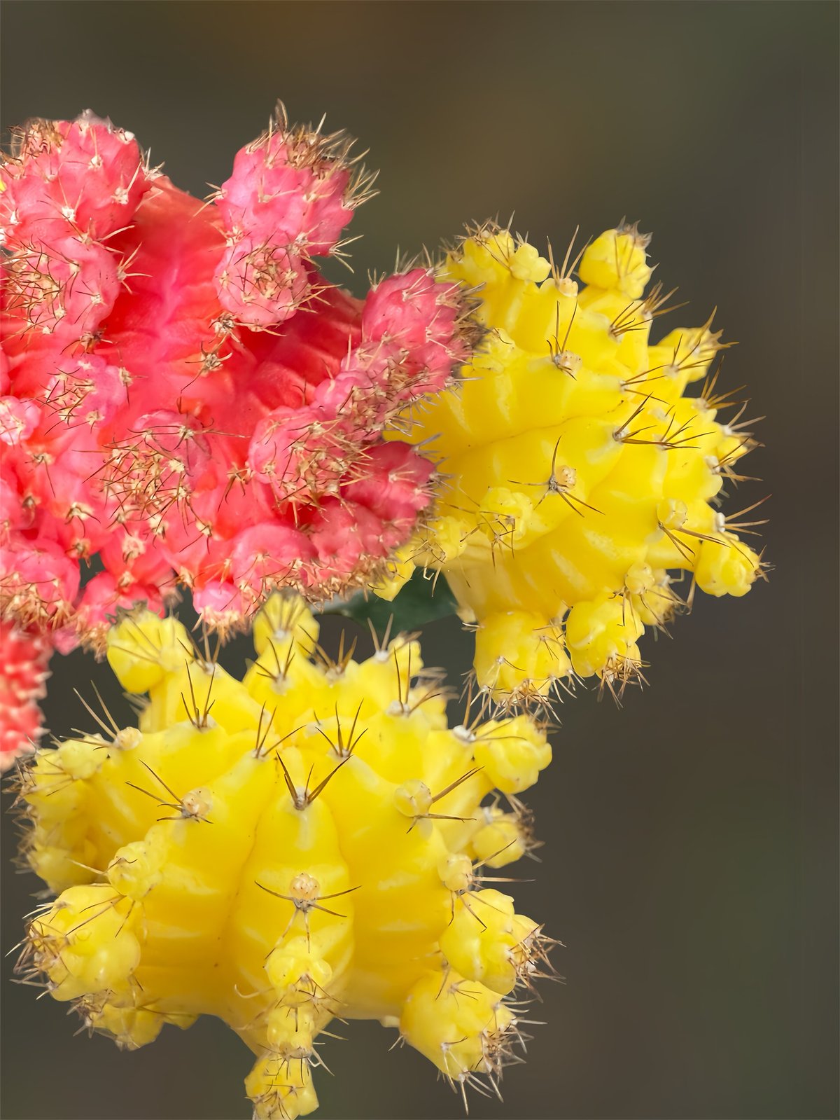A colorful grafted moon cactus with a bright top sitting on a green rootstock base
