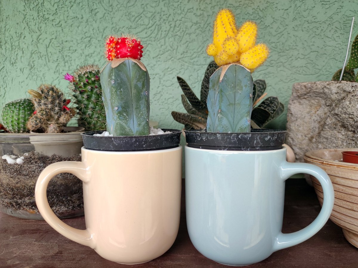 Several small mini cacti planted together in a flower pot