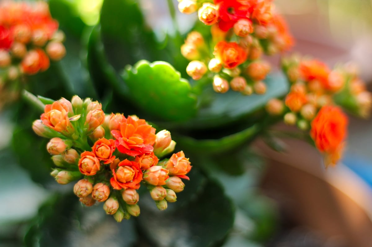 Selective focus of a flowering orange kalanchoe bloom in the garden