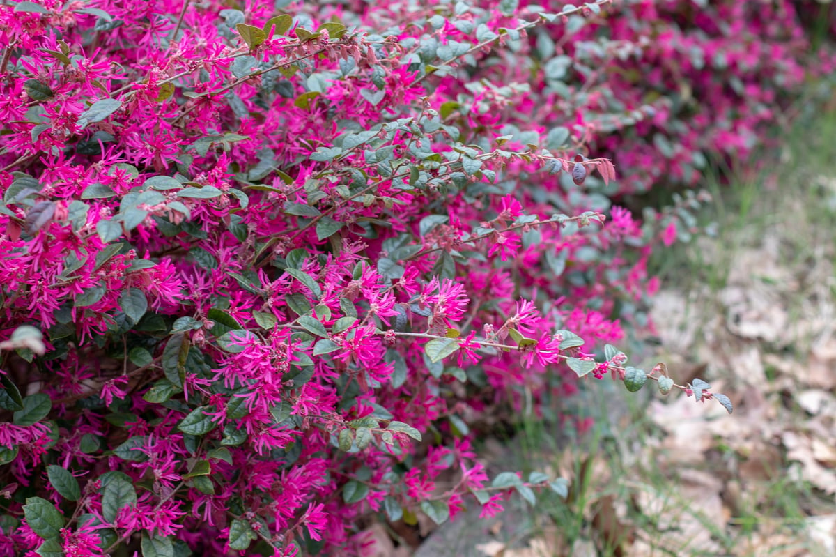 Loropetalum chinense ornamental shrub in the witch-hazel family Hamamelidaceae, pink flowering hedge in the spring garden