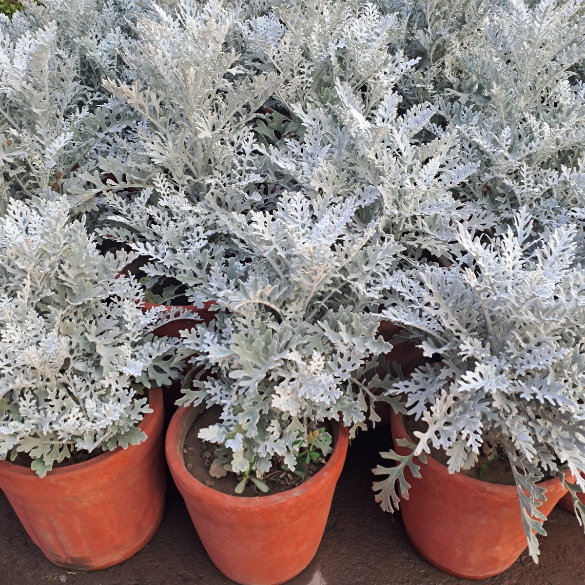 Closeup of beautiful silver ragwort Senecio cineraria plants in pots, with soft silvery felted leaves