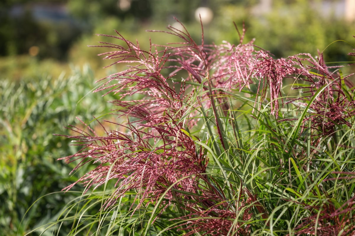 Miscanthus sinensis, Chinese silver grass, ornamental grasses in the herb garden with blooming meadow plants