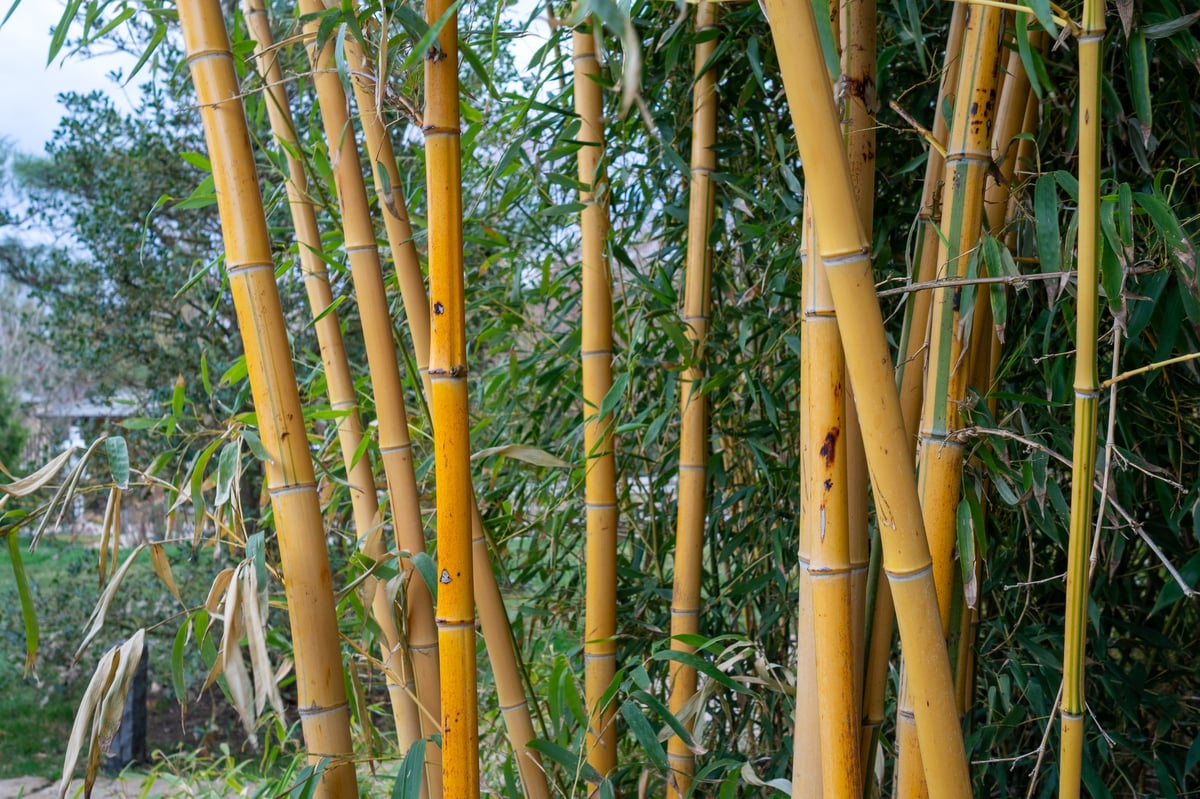 Golden Bamboo in a garden setting with bright yellow stalks, noted for its ornamental value in landscaping