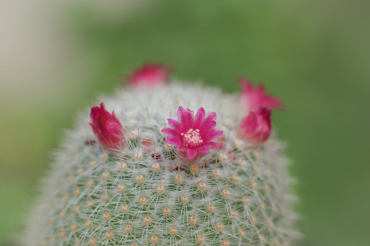 Round Mammillaria cactus covered in fine white spines with vibrant pink flowers blooming on top