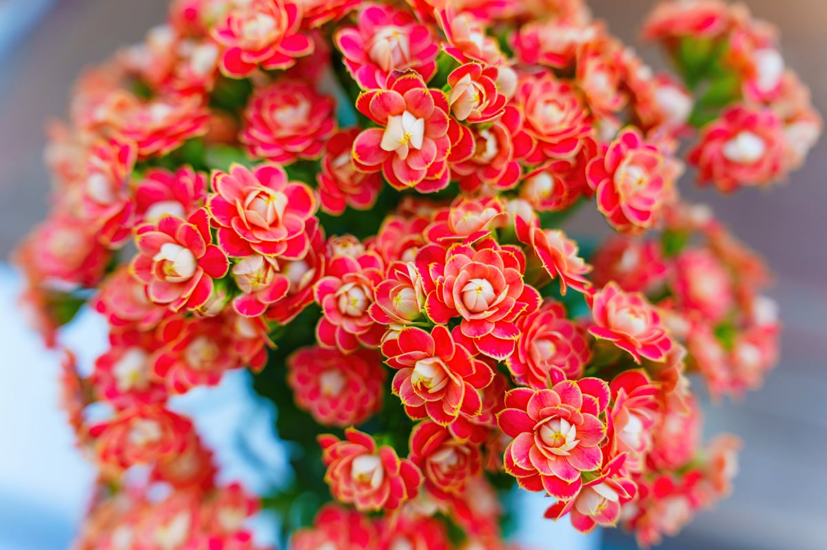 Close-up of a flourishing Kalanchoe plant showcasing bright orange and red flowers with intricate petal details