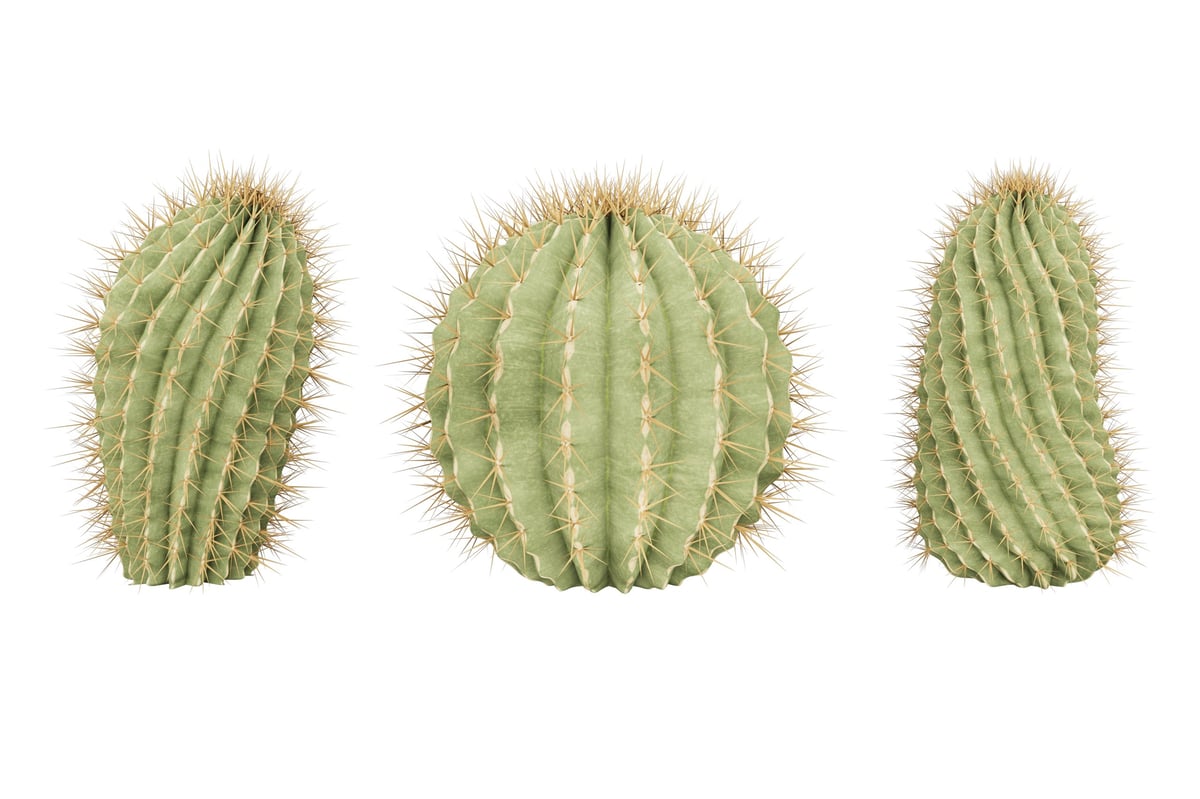 Three potted cacti on a white background, including a branched fairy castle cactus
