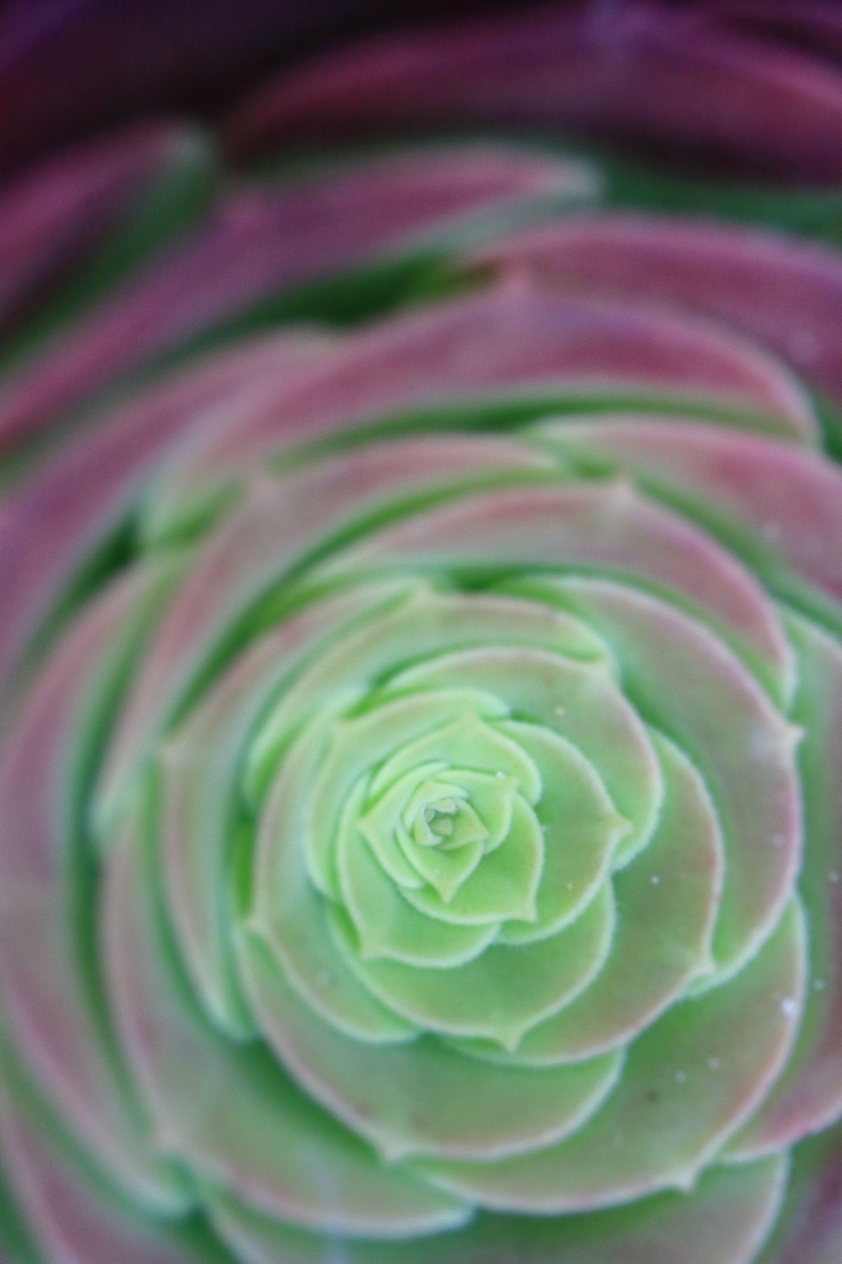 A close-up of a green and purple Echeveria agavoides succulent in a spiral pattern, showcasing intricate details