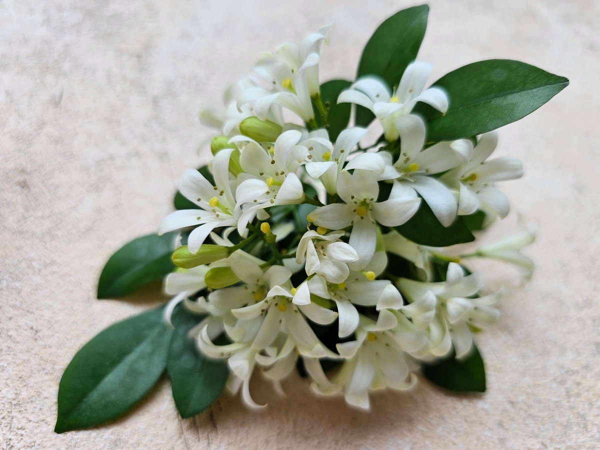 Murraya paniculata with white fragrant flowers and green leaves