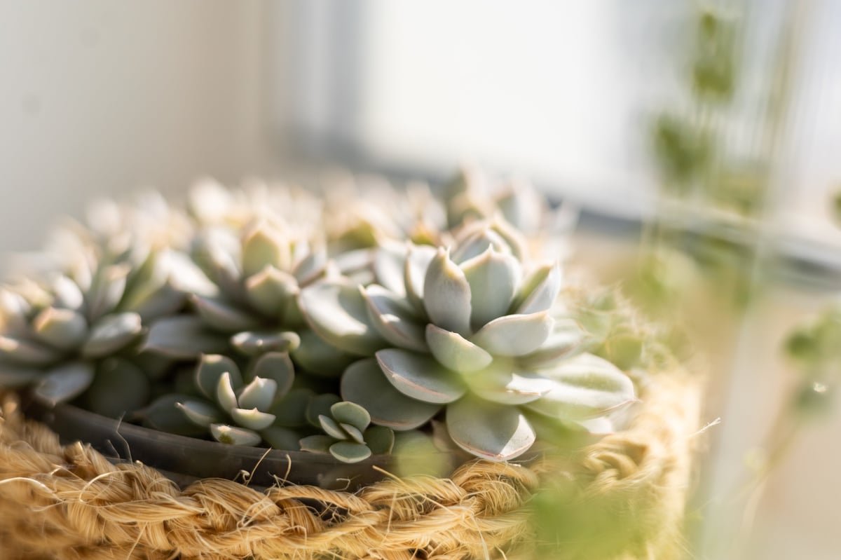Close-up of an Echeveria succulent with soft fuzzy leaves in a basket-style pot on a windowsill