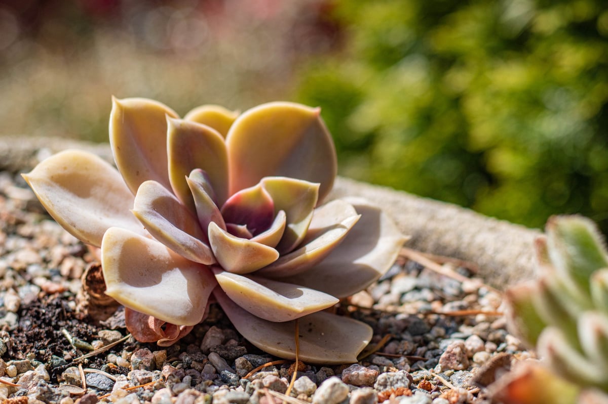 Small young echeveria succulents growing on rocks in the garden