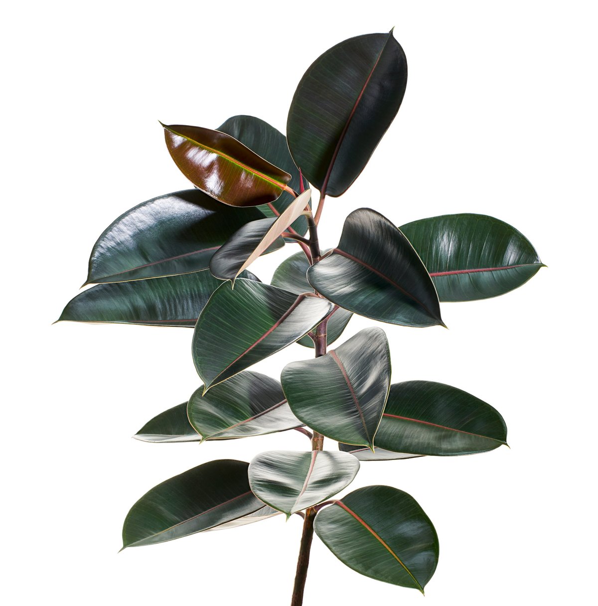 Ficus elastica burgundy leaves, Burgundy Rubber tree, isolated on white background
