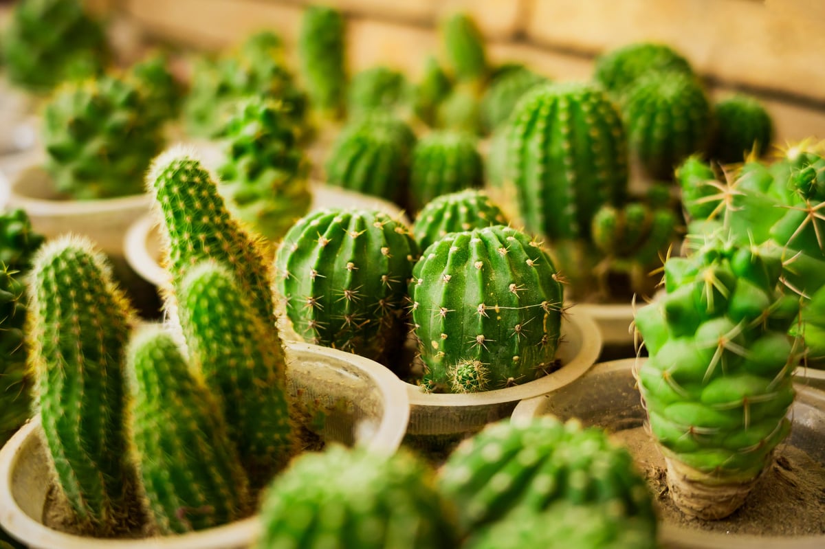 A variety of cacti and succulents, each potted individually, in a range of shapes sizes and shades of green