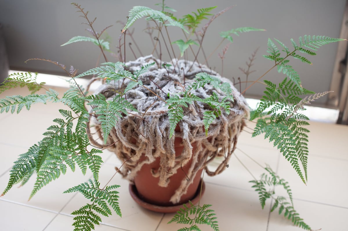 Rabbit's Foot Fern with soft hairy rhizomes and lacy green leaves in a terracotta pot