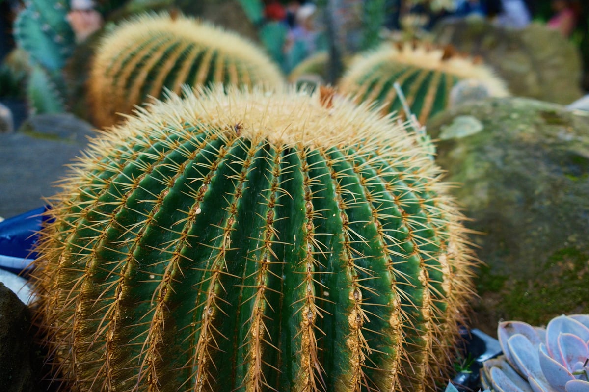 Round spherical golden barrel cactus with dense golden spines, native to desert gardens