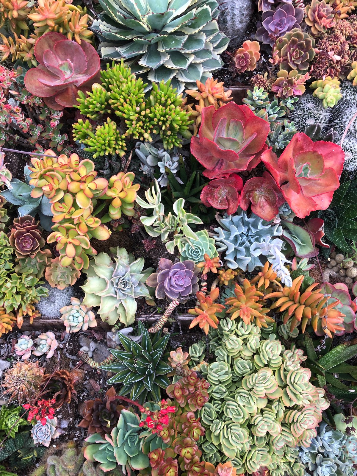 Succulent Trays