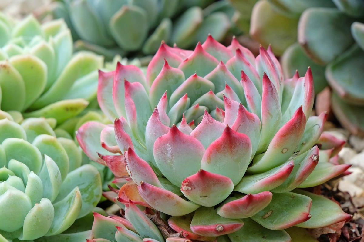 Grey and pink Echeveria elegans succulent, also known as a mountain rose