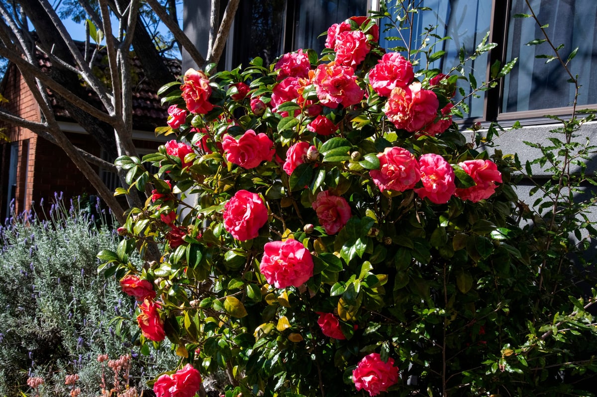 Shrubs