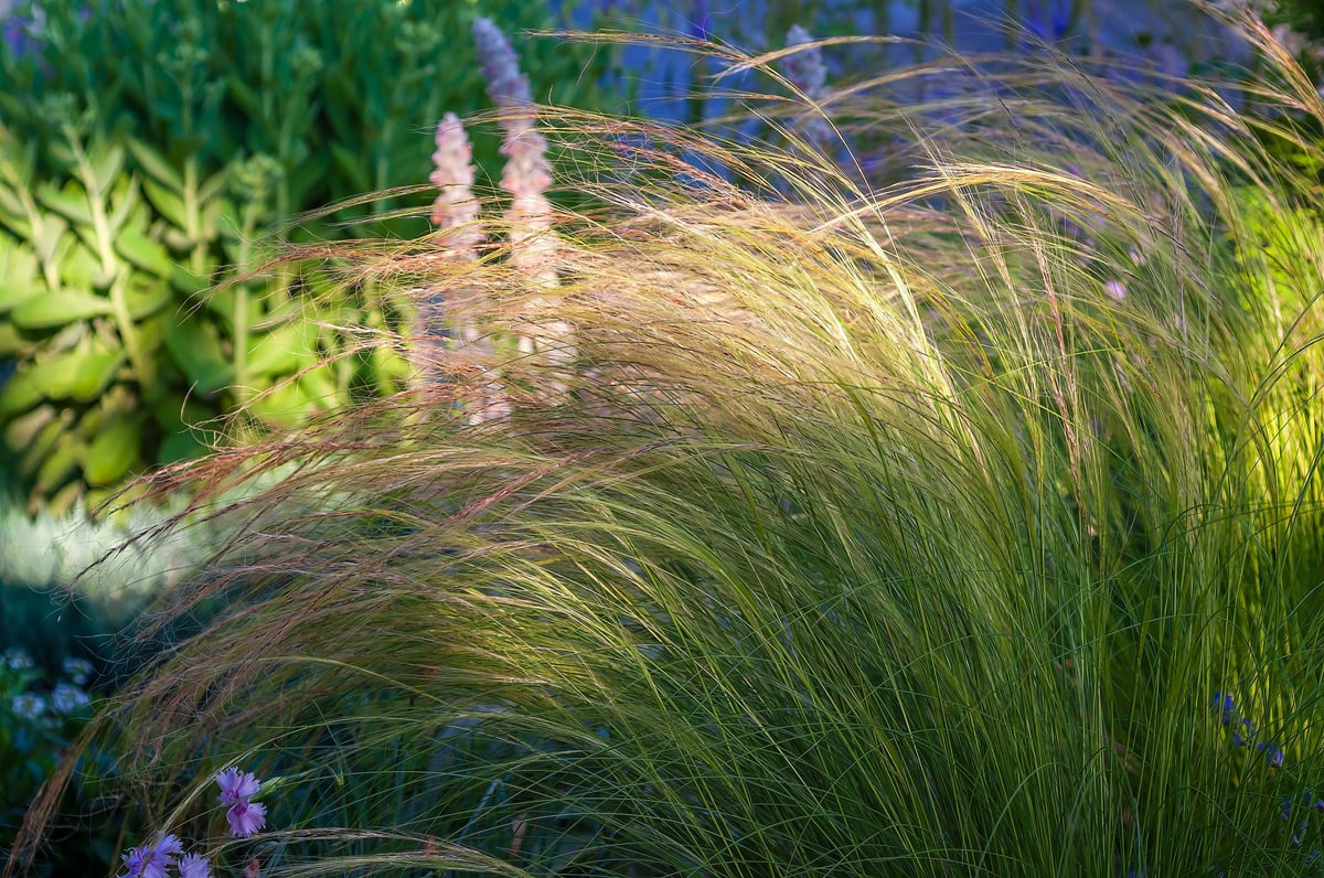 A lush, vibrant display of ornamental grasses bathed in soft sunlight, creating a serene and natural landscape