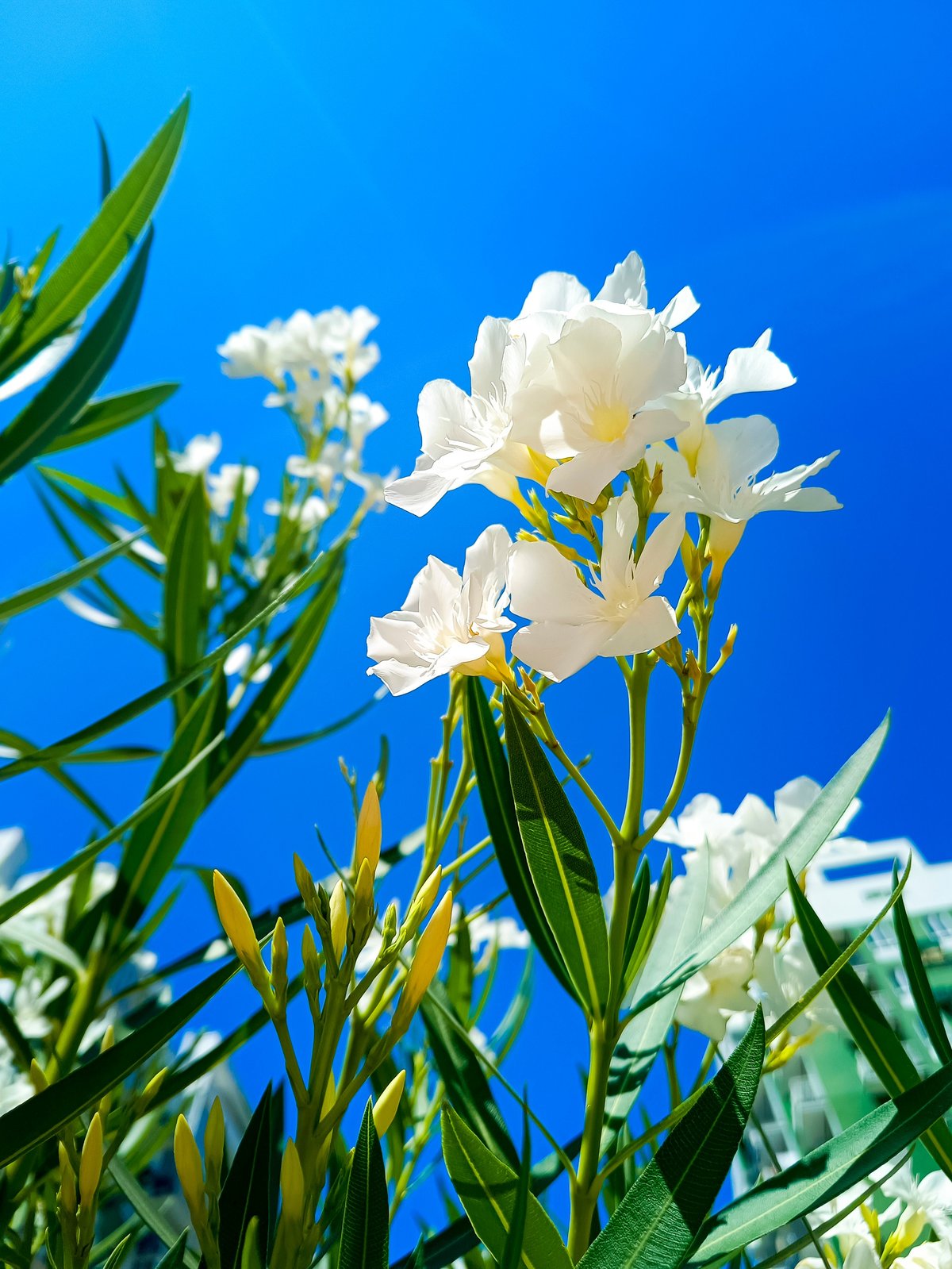 White Oleander flowers against a blue sky