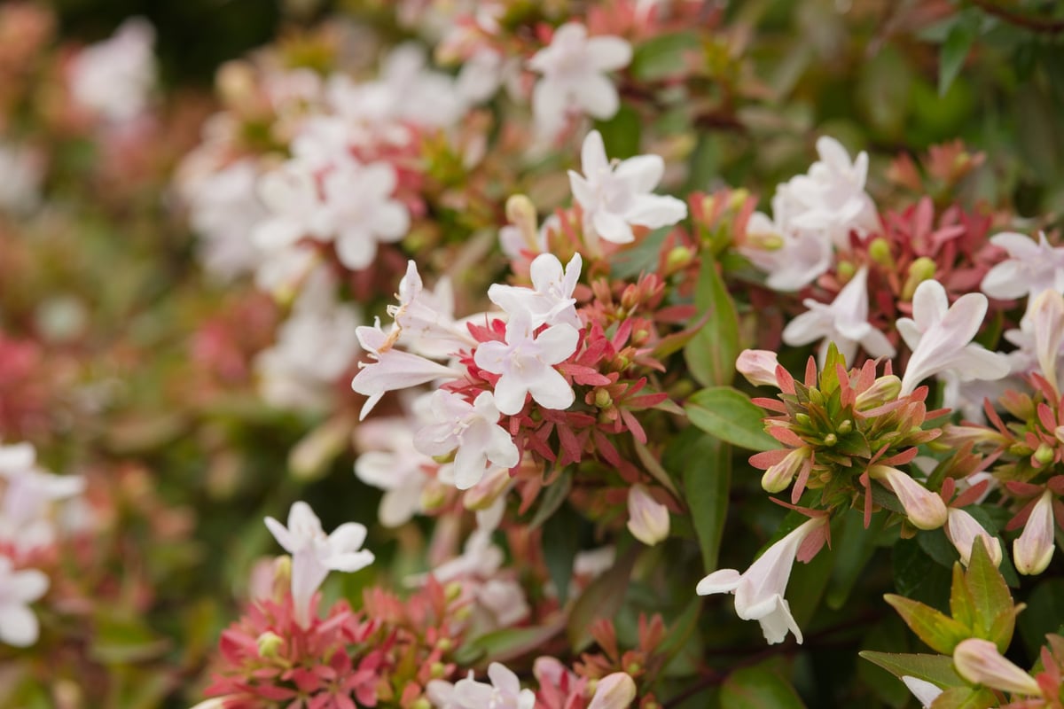 Close-up of Abelia x grandiflora with delicate white tubular flowers and reddish calyxes, ornamental shrub commonly grown in gardens