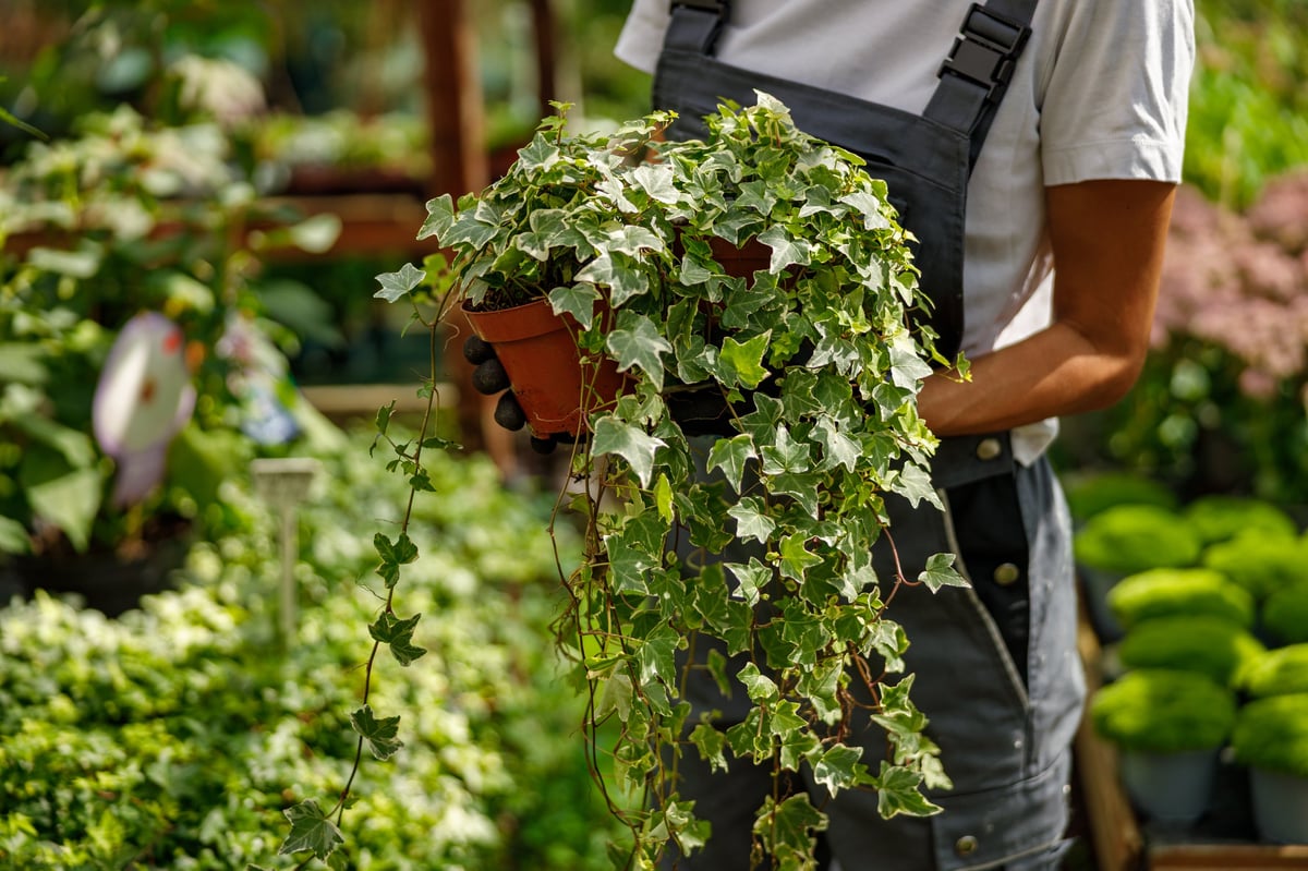 A person holds a lush ivy plant in a garden center, showcasing various indoor gardening options for enthusiasts