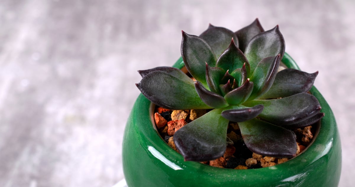 Echeveria Black Prince succulent with dark purple almost black rosette leaves in a green pot on gray background