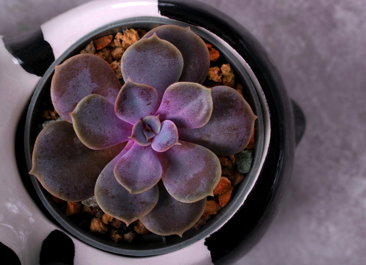 Purple echeveria succulent Perle von Nurnberg in a pot on gray background, top view