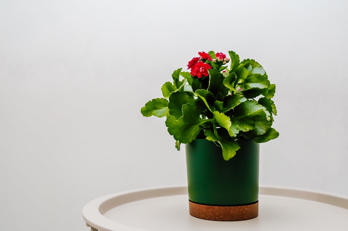 Kalanchoe plant with vibrant red flowers in a green pot, a lively indoor decor plant
