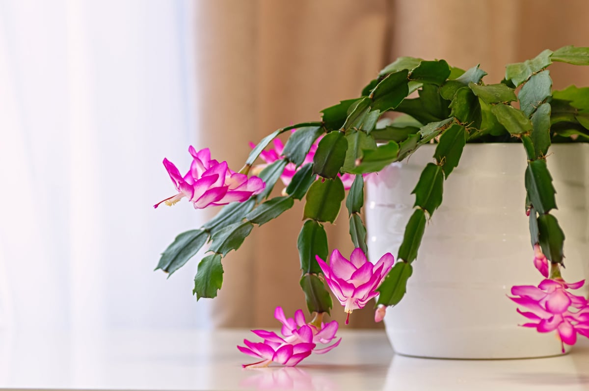 Schlumbergera Christmas cactus houseplant in a white pot with vibrant pink flowers