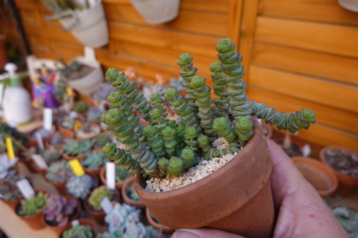 Close-up of a crassula marnieriana hottentot succulent plant in a terracotta pot at a nursery