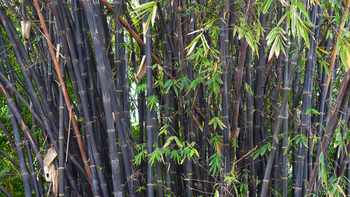 Elegant black bamboo with striking dark culms and contrasting fresh green leaves