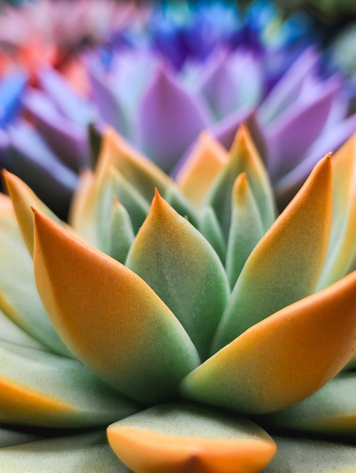 Unique Plants