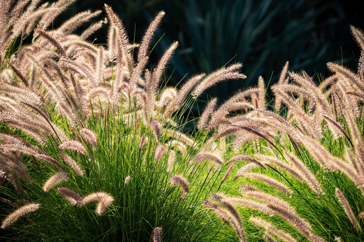 Delicate, fluffy seed heads of ornamental fountain grass swaying gently in the breeze, illuminated by warm evening light