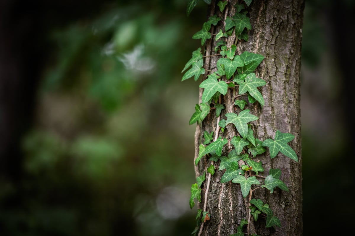A close-up shot of English Ivy (Hedera helix) climbing vertically up the trunk of a large tree. The distinct lobed green leaves of the ivy contrast with the brown, textured bark of the host tree. The background is a soft, dark blur of the forest, keeping the focus on the parasitic plant. The lighting is natural and diffuse. This image illustrates the growth pattern of ivy in a woodland environment in Serbia.