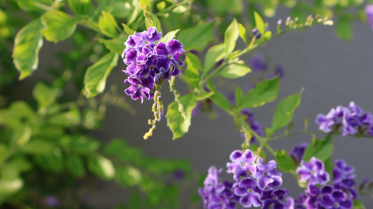 Duranta ornamental shrub in a natural garden setting, purple blossoms and green leaves