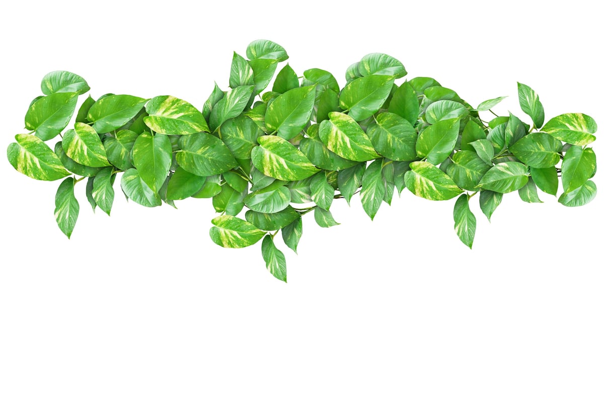 Golden Pothos (Devil's ivy) plant isolated on white background.With clipping path.