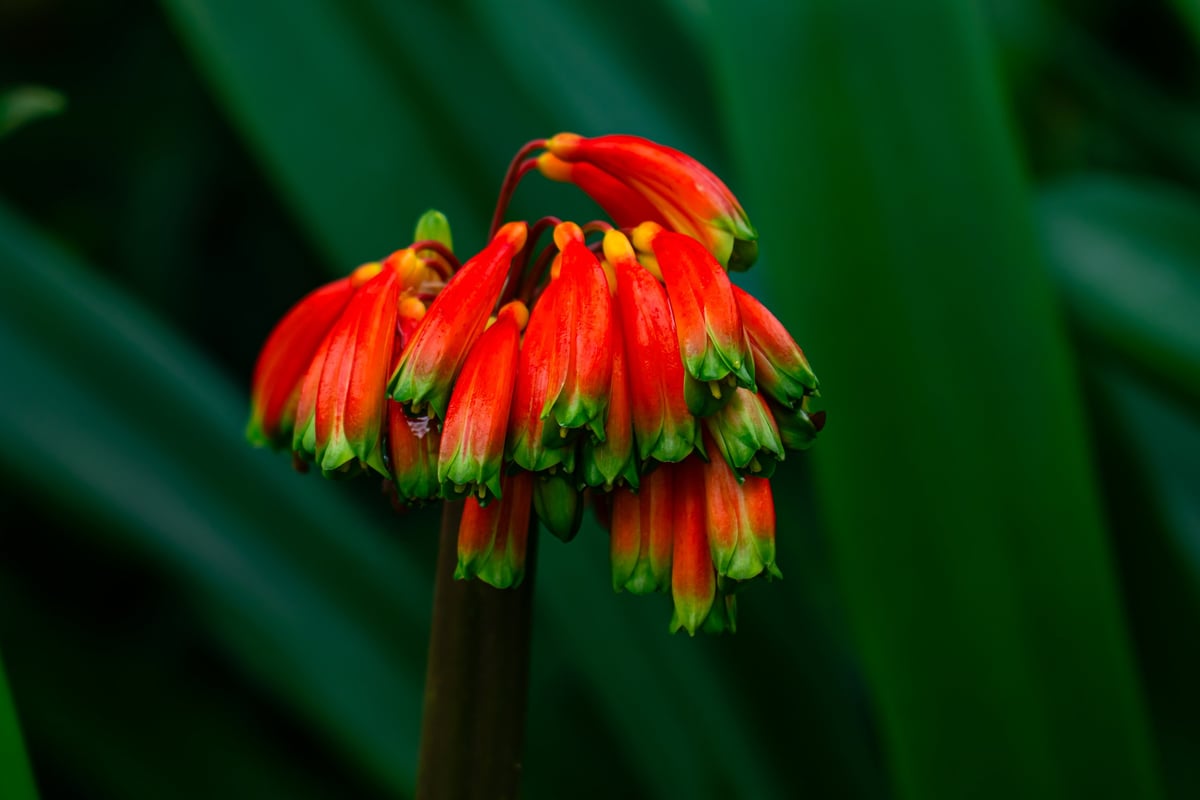 Blooming trumpet shaped red flowers, Clivia nobilis or Green tip forest lily with leaves, closeup.