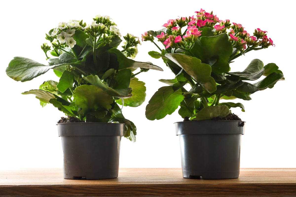 Two potted kalanchoe plants with white and pink flowers isolated on a light background